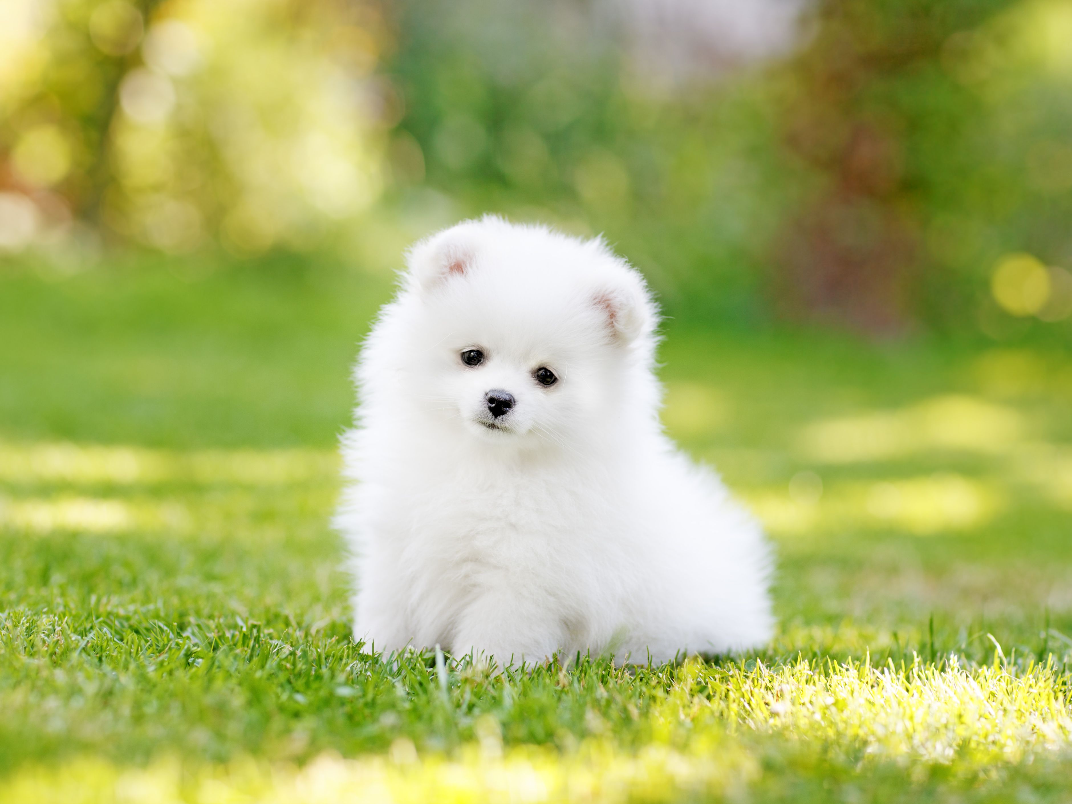 adorable-white-pomeranian-puppy-spitz-921029690-5c8be25d46e0fb000172effe