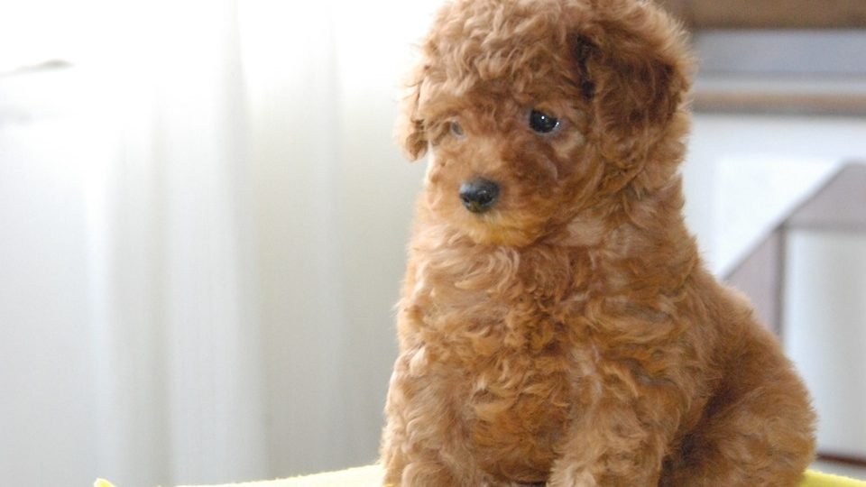 teddy-bear-dog-960x540